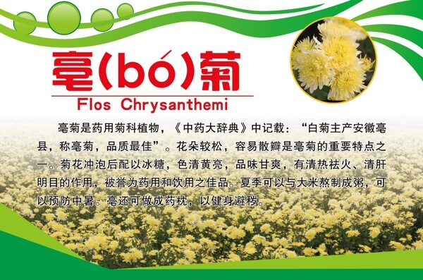 毫菊展板背景圖片