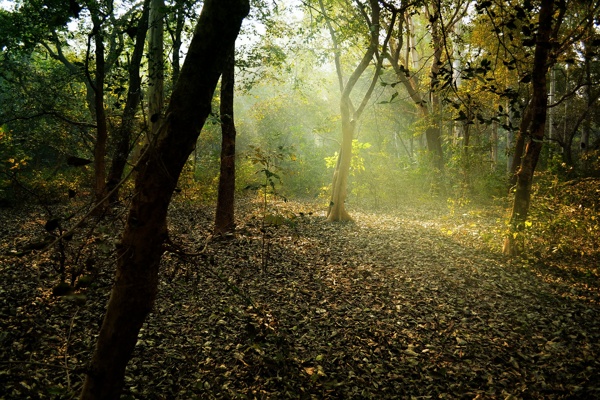 樹林