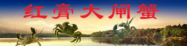 大閘蟹圖片