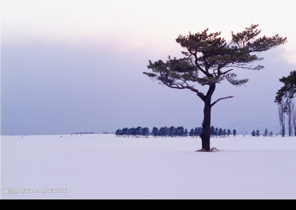 雪地里的松树图片