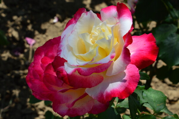 月季花