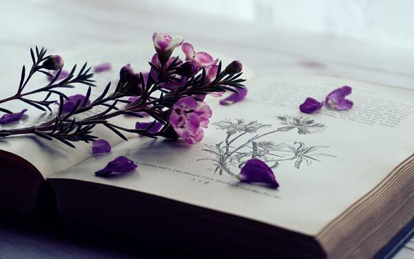 书和紫色的花