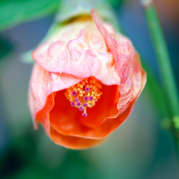 位圖植物攝影寫實(shí)花卉花朵數(shù)碼照片免費(fèi)素材