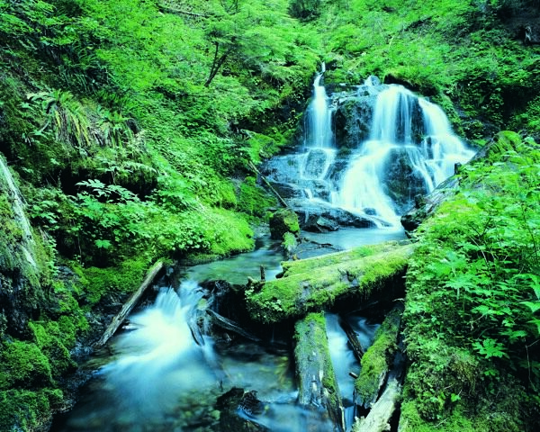 樹植物水風景