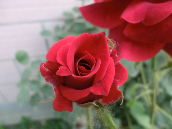 紅色月季花圖片