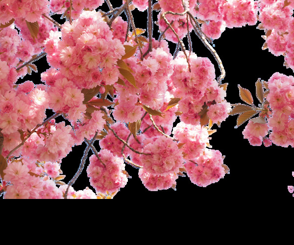 清新风格红粉色花朵樱花装饰元素