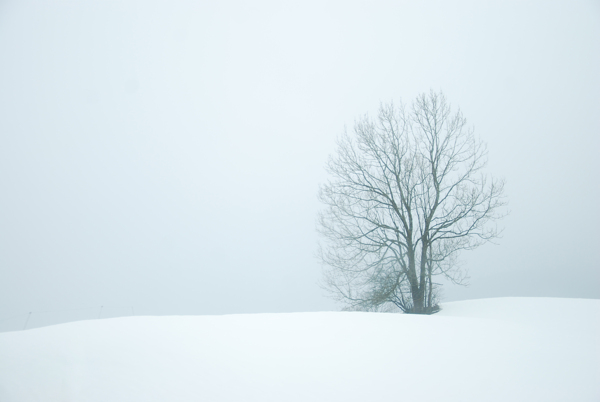 雪地里的樹木風(fēng)景圖片