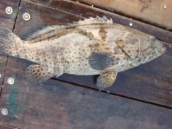 石班魚圖片