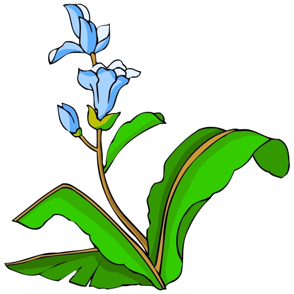 花卉古典插畫