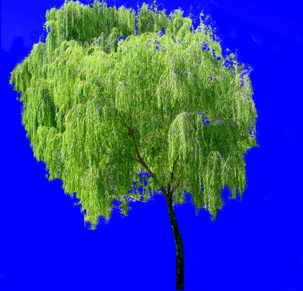 植物貼圖素材JPG1069