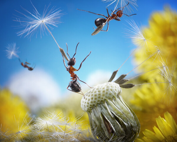 蚂蚁与蒲公英图片