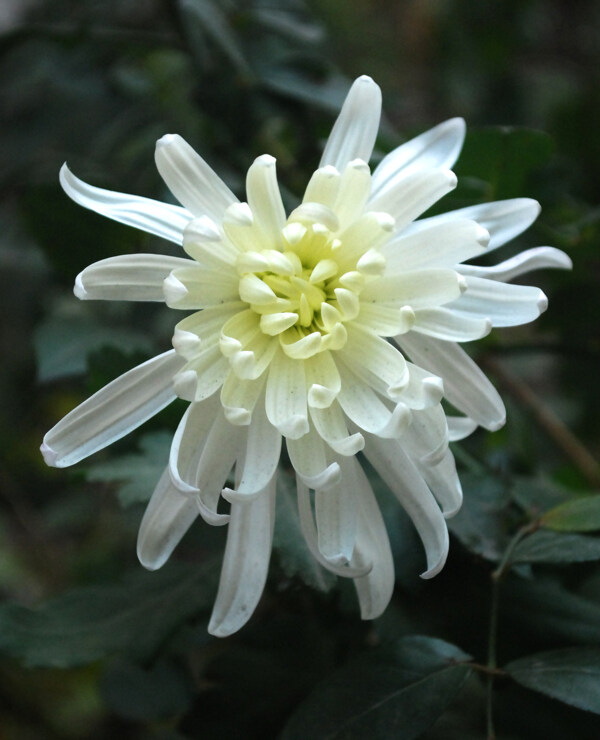 菊花圖片