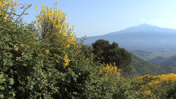 西西里岛的埃特纳火山和黄色的花盘股票视频视频免费下载