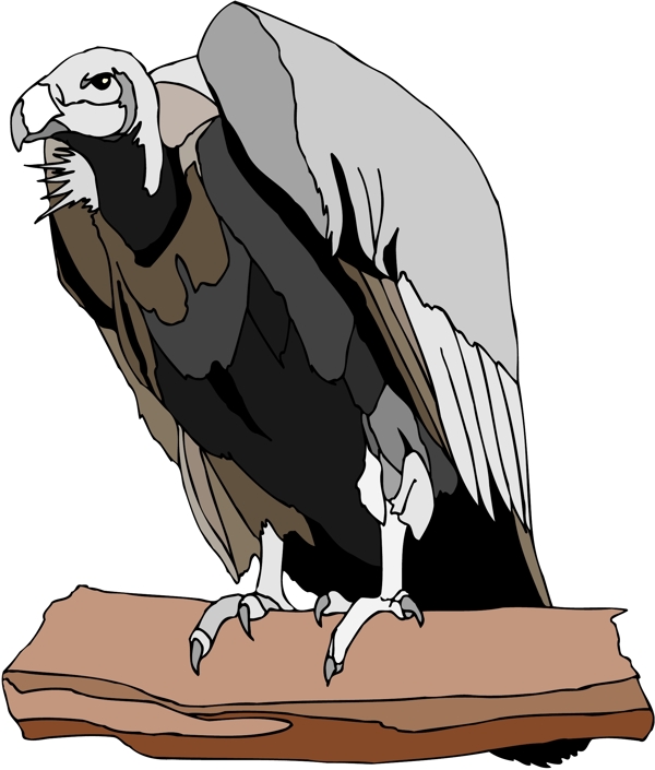 各種鳥類鳥動(dòng)物矢量素材EPS格式1558