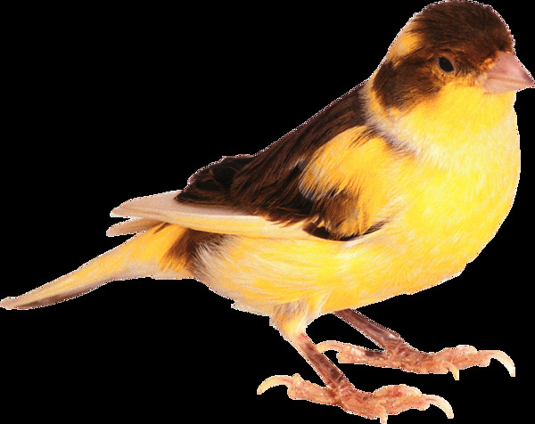 黄色小鸟图片免抠png透明图层素材