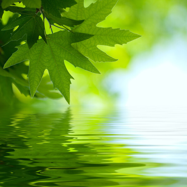 水面上的绿色枫叶