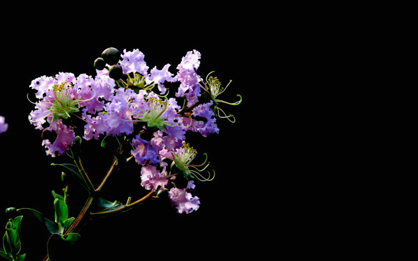 鲜艳紫薇花图片