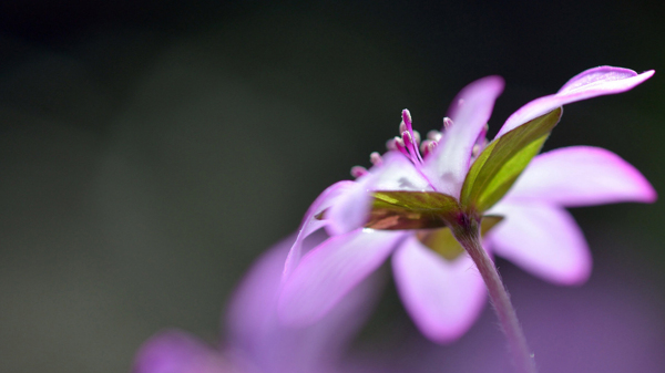 位圖植物圖案寫實(shí)花卉花朵野花免費(fèi)素材