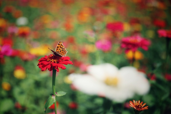 花丛中的小蝴蝶图片
