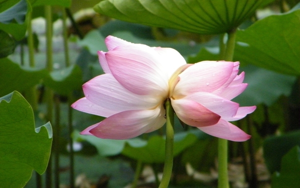 并蒂蓮圖片