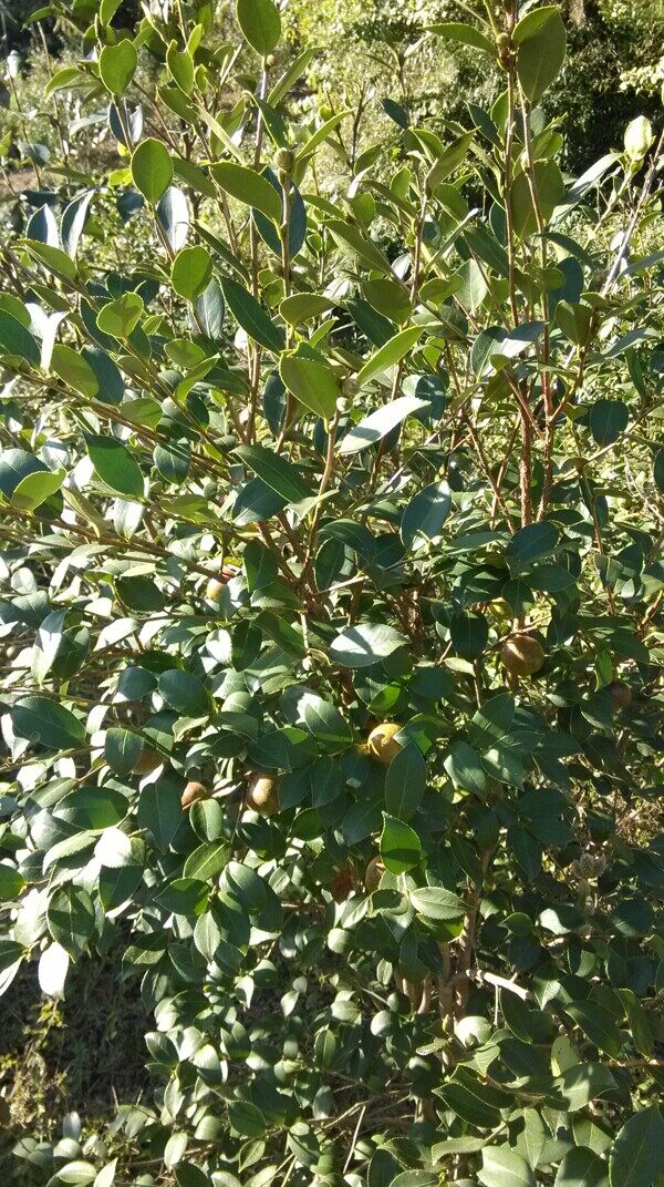 茶籽樹(shù)茶園野外圖片