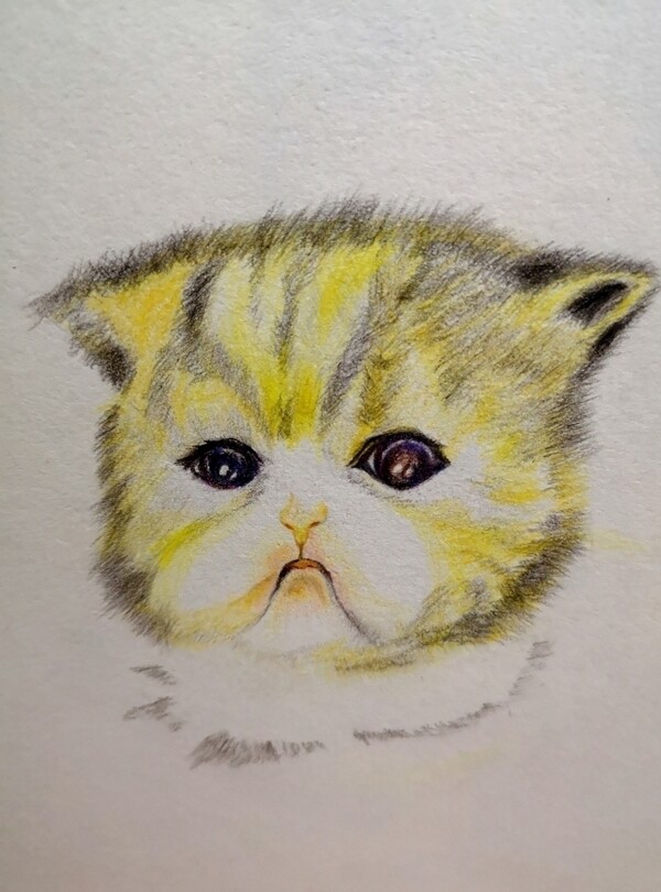 猫手绘彩铅画