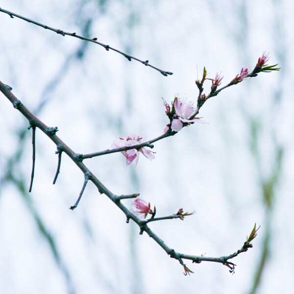 桃花圖片