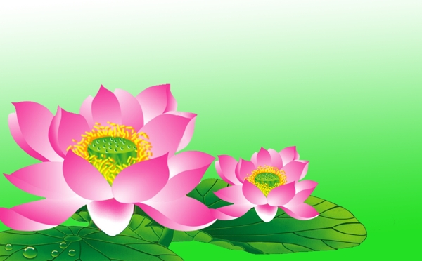 荷花圖片