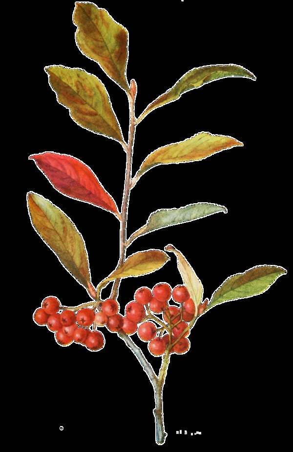 手绘红色野果树枝透明装饰素材