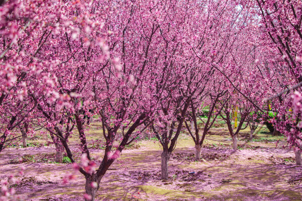春天户外树林粉色海棠花开放公园图片