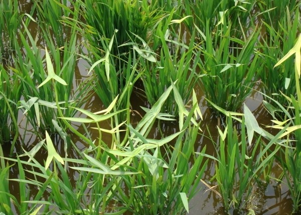 水稻杂草野慈菇图片