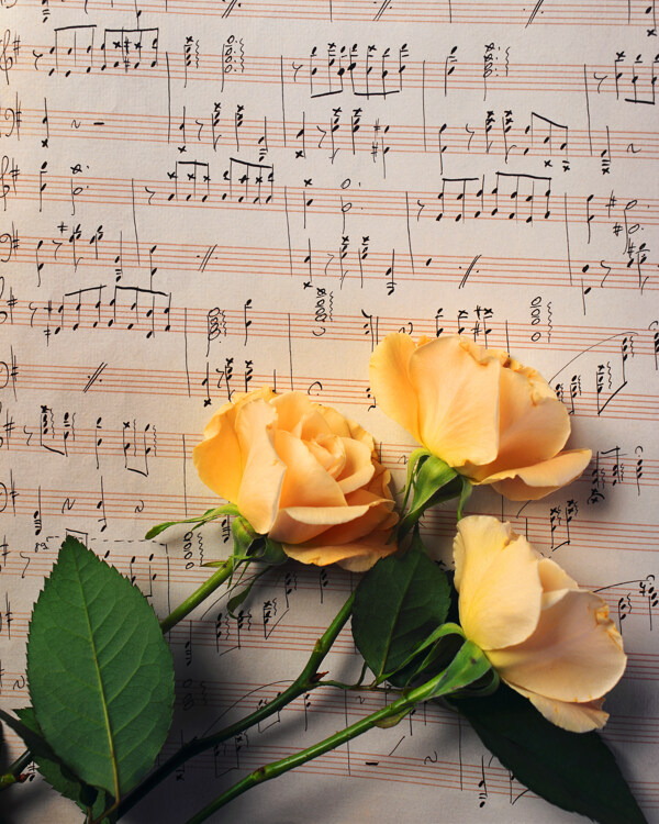 乐谱与黄色玫瑰图片