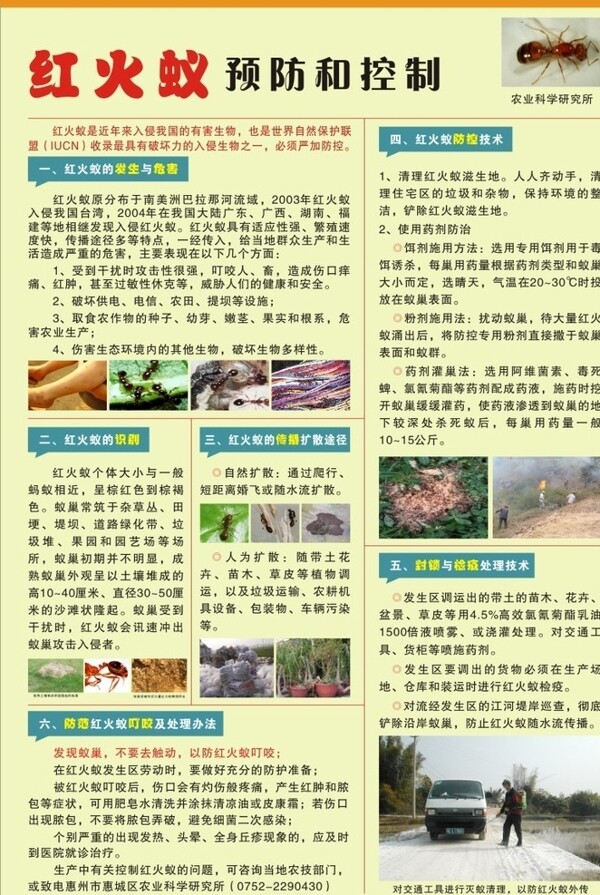 紅火蟻