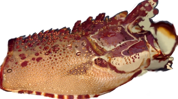 動(dòng)物魚類3d模型動(dòng)植物模型免費(fèi)下載3d模型免費(fèi)下載59