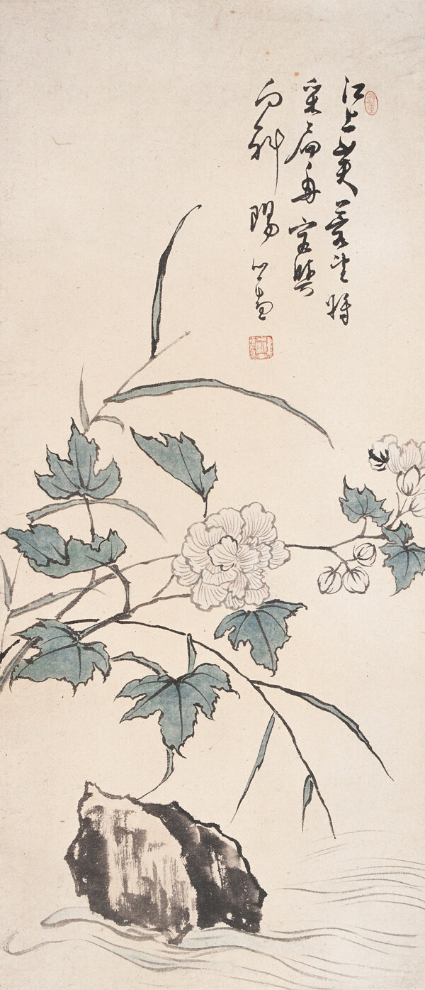 江上芙蓉圖片