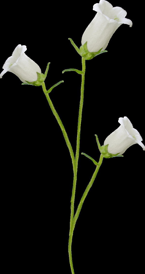 一支白色的花png元素素材