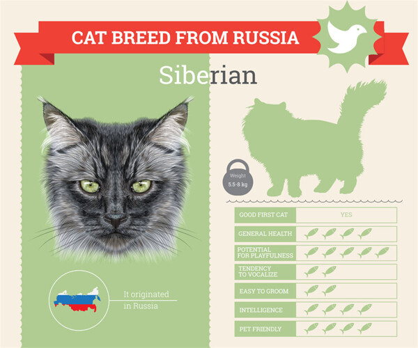 西伯利亚猫咪图片