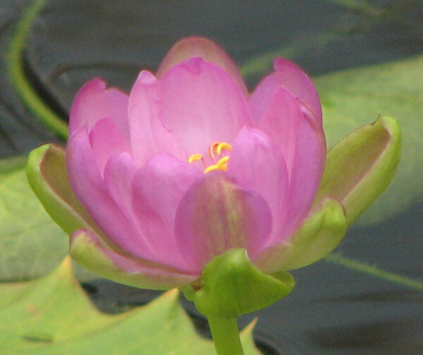 位圖植物攝影寫實花卉花朵蓮花免費素材