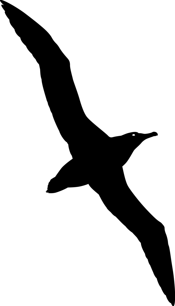 野生动物系列海鸥