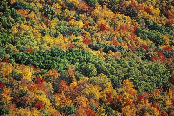秋天美丽的枫树林图片