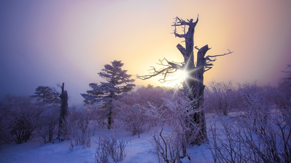 唯美的雪景