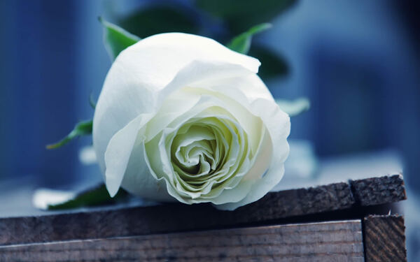 高清白色玫瑰花图片