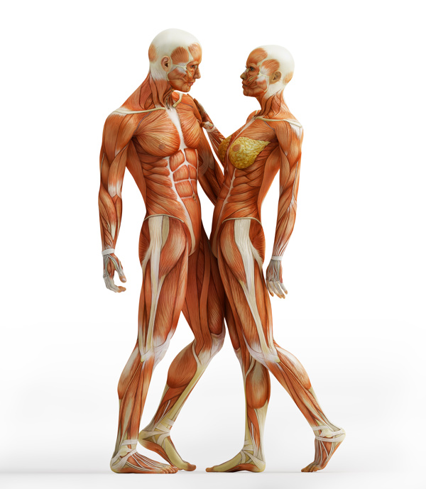 男性与女性肌肉器官图片