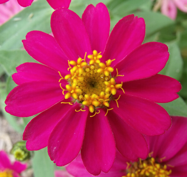 位圖植物攝影寫(xiě)實(shí)花卉花朵數(shù)碼照片免費(fèi)素材