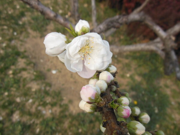 梅花圖片