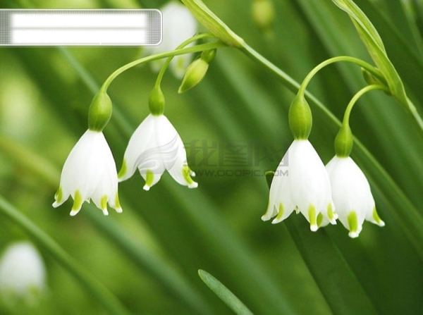 夏季绿色草本植物白色花朵铃兰