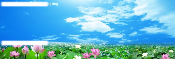 荷花壇圖片