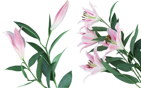 百合圖片
