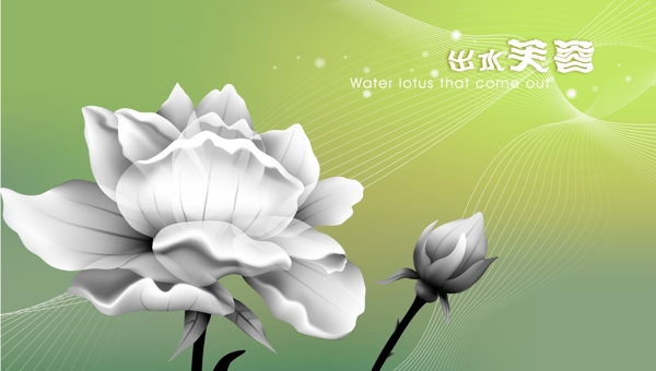花朵素材圖片