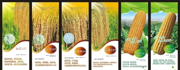 玉米海报水稻海报图片